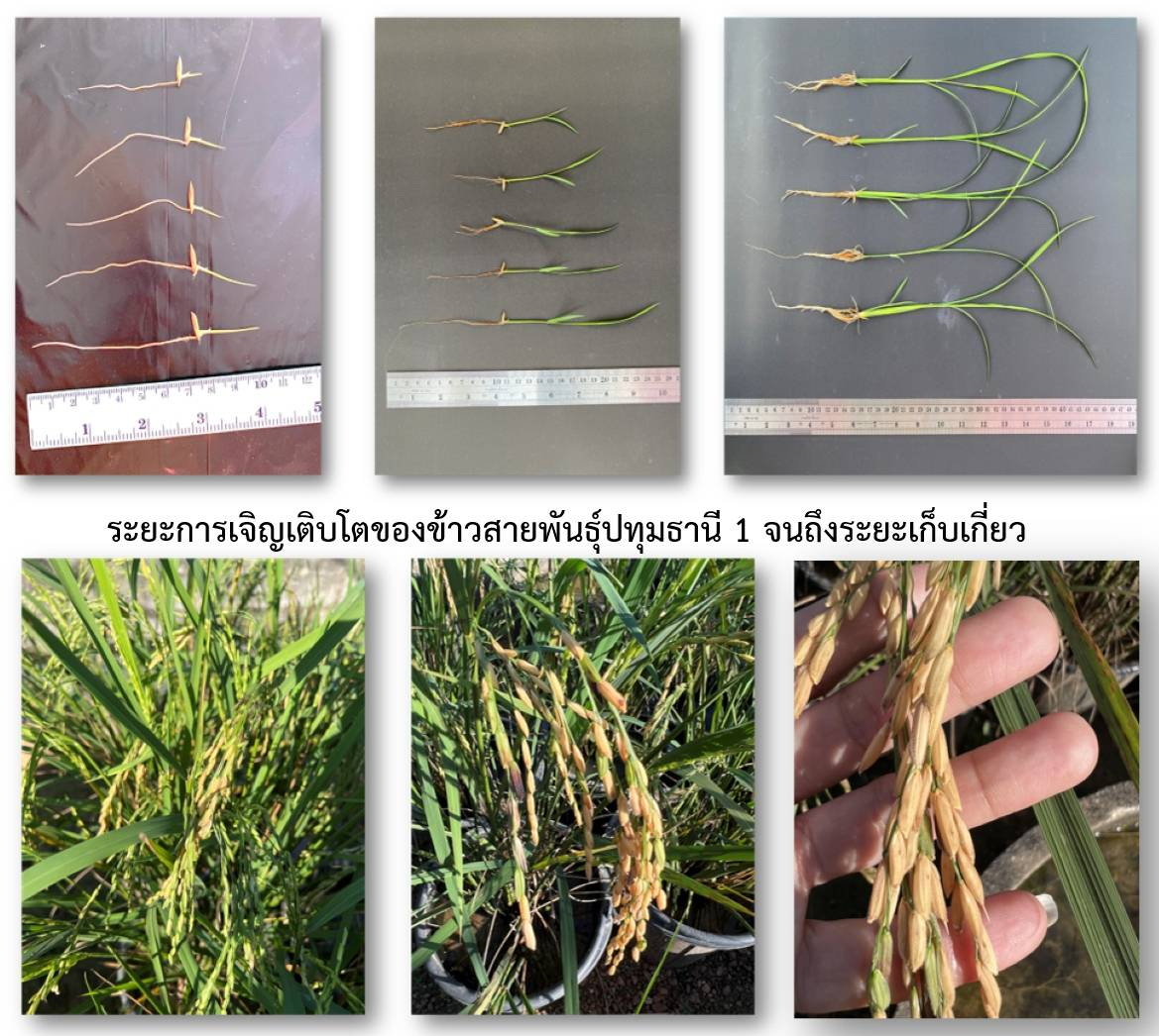 สกสว.หนุน ราชภัฏหมู่บ้านจอมบึง วิจัยโรคระบาดในข้าวเมืองโอ่ง