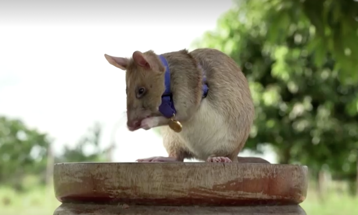 เปิดภาพน่ารัก ‘หนูยักษ์ฮีโร่’ ดมกลิ่นหากับระเบิดในกัมพูชา 