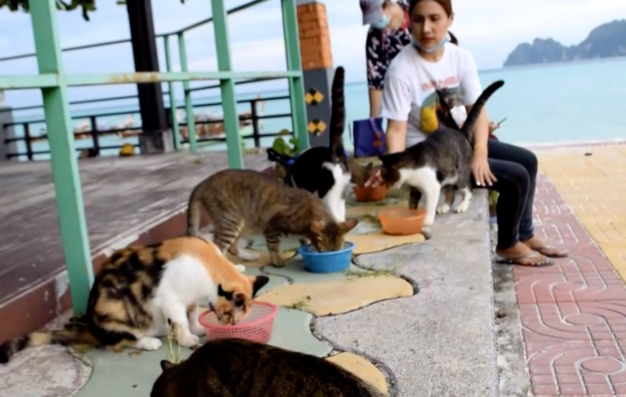 ทาสช่วยน้องด้วย! แมวถูกทิ้งติดเกาะพีพีกว่า 1 พันตัว ผลกระทบโควิด-19 ทาสช่วยน้องด้วย! แมวถูกทิ้งติดเกาะพีพีกว่า 1 พันตัว ผลกระทบโควิด-19