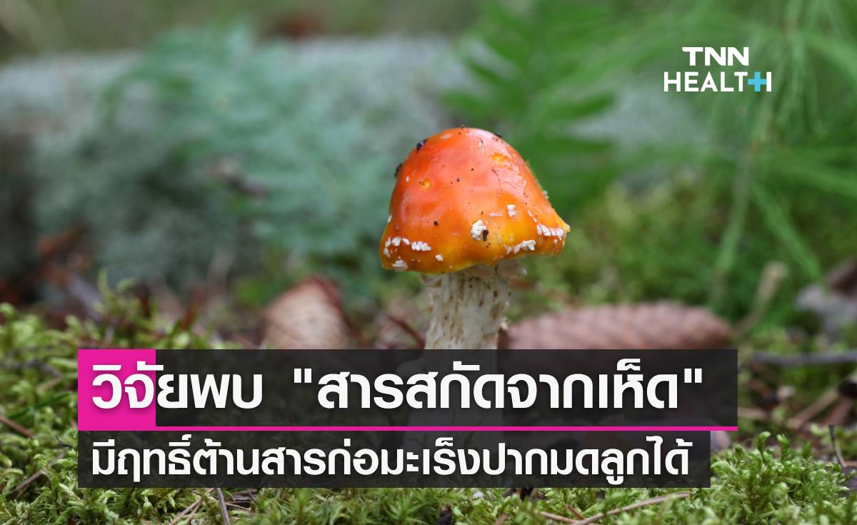 "สารสกัดเห็ด" เสริมสร้างภูมิคุ้มกัน-ต้านสารก่อมะเร็งปากมดลูก