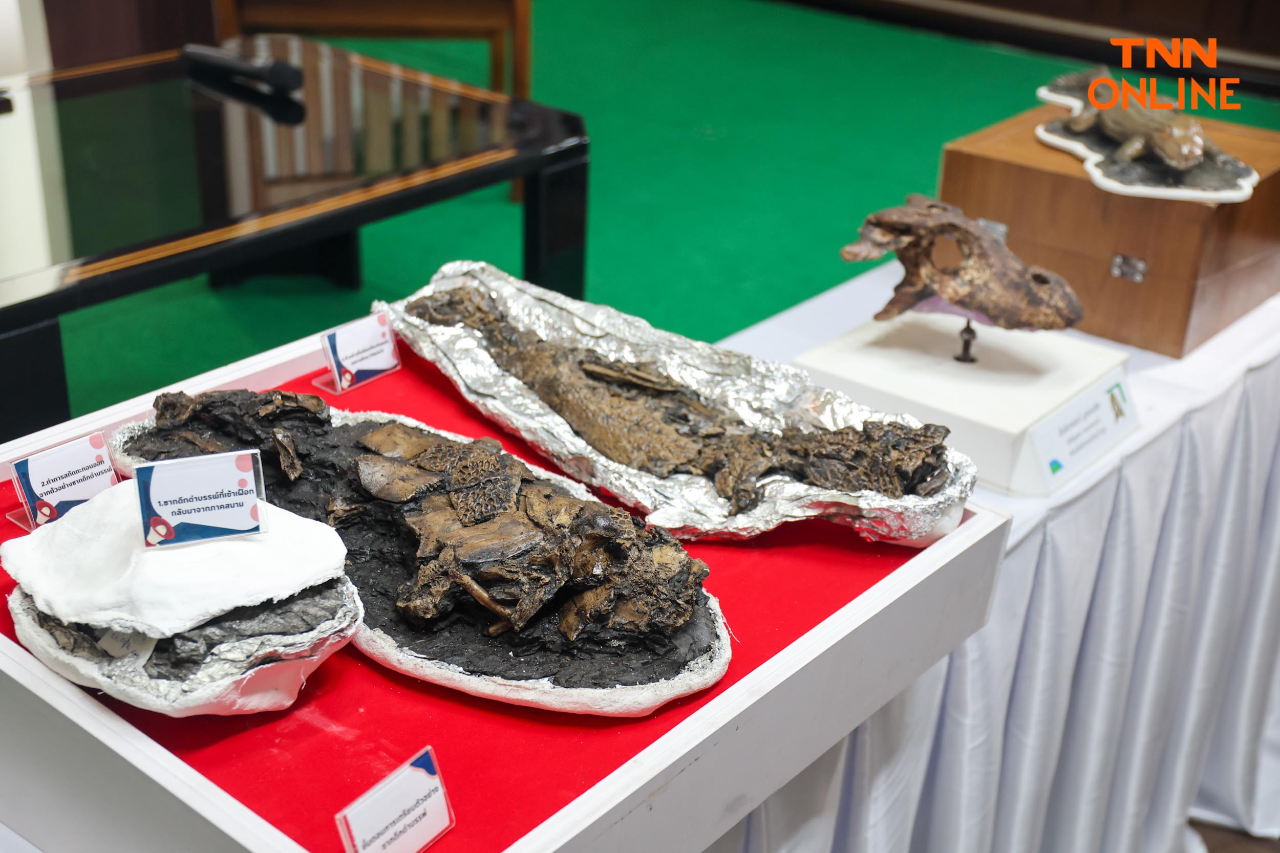 สายพันธุ์ใหม่ของโลก พบในไทยซากดึกดำบรรพ์อัลลิเกเตอร์ สายพันธุ์ใหม่ของโลก พบในไทยซากดึกดำบรรพ์อัลลิเกเตอร์