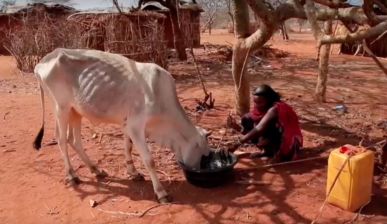 ภัยแล้งรุนแรง! เอธิโอเปียไร้ฝนตก 3 ปี ปศุสัตว์ล้มตาย ภัยแล้งรุนแรง! เอธิโอเปียไร้ฝนตก 3 ปี ปศุสัตว์ล้มตาย