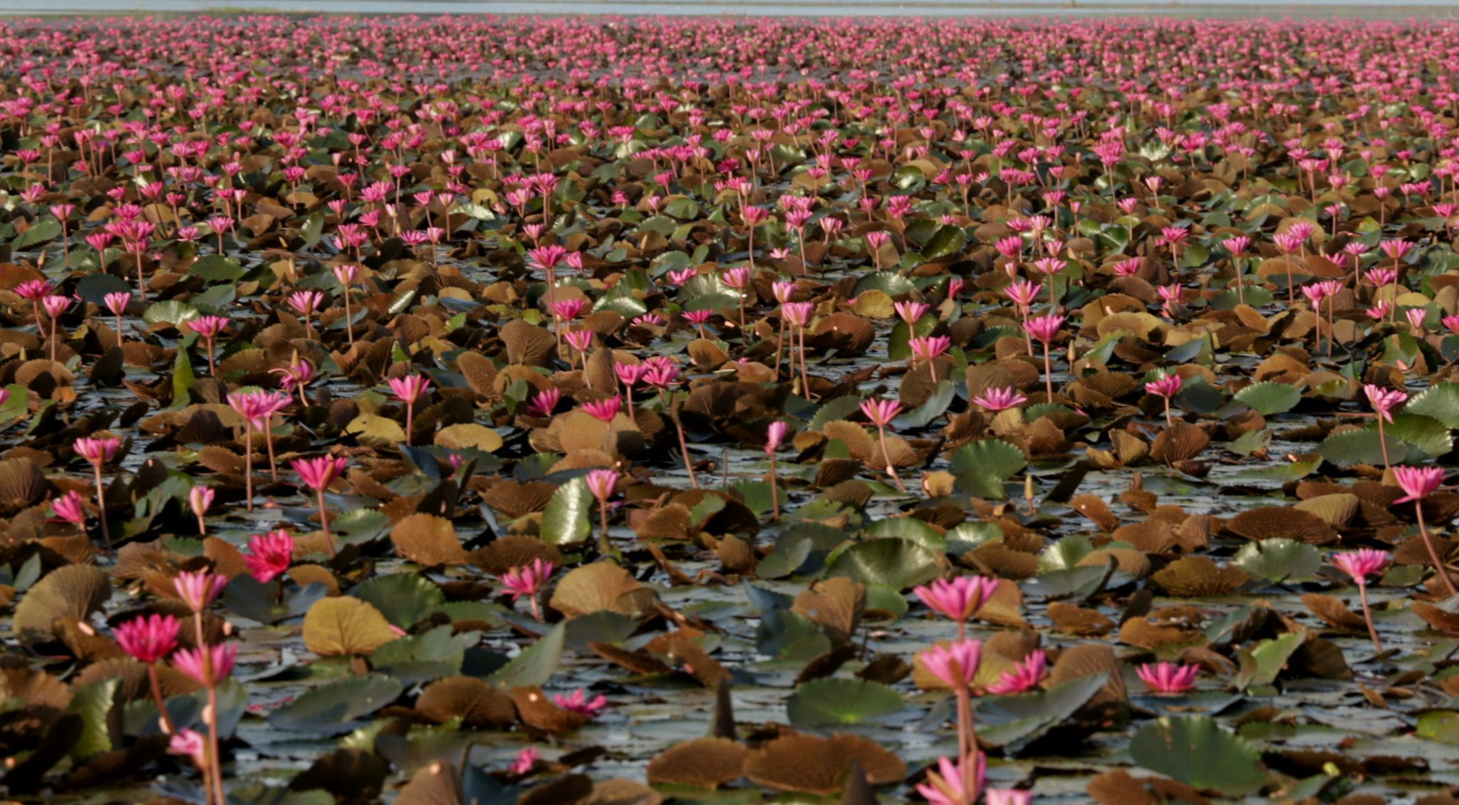 เที่ยวบึงบอระเพ็ด นครสวรรค์ชวนชม “ทุ่งบัวแดง” เริ่มบาน พร้อมรับนักท่องเที่ยว