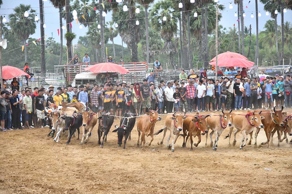 การแข่งขันกีฬาวัวลาน ประเพณีพื้นบ้านของคนไทย ช่วยกระตุ้นเศรษฐกิจในชุมชน การแข่งขันกีฬาวัวลาน ประเพณีพื้นบ้านของคนไทย ช่วยกระตุ้นเศรษฐกิจในชุมชน