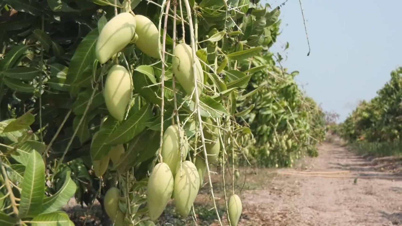 มะม่วงน้ำดอกไม้สีทอง จ.พิจิตร ขายดี! หลังกระแสข้าวเหนียวมะม่วงฟีเวอร์ มะม่วงน้ำดอกไม้สีทอง จ.พิจิตร ขายดี! หลังกระแสข้าวเหนียวมะม่วงฟีเวอร์