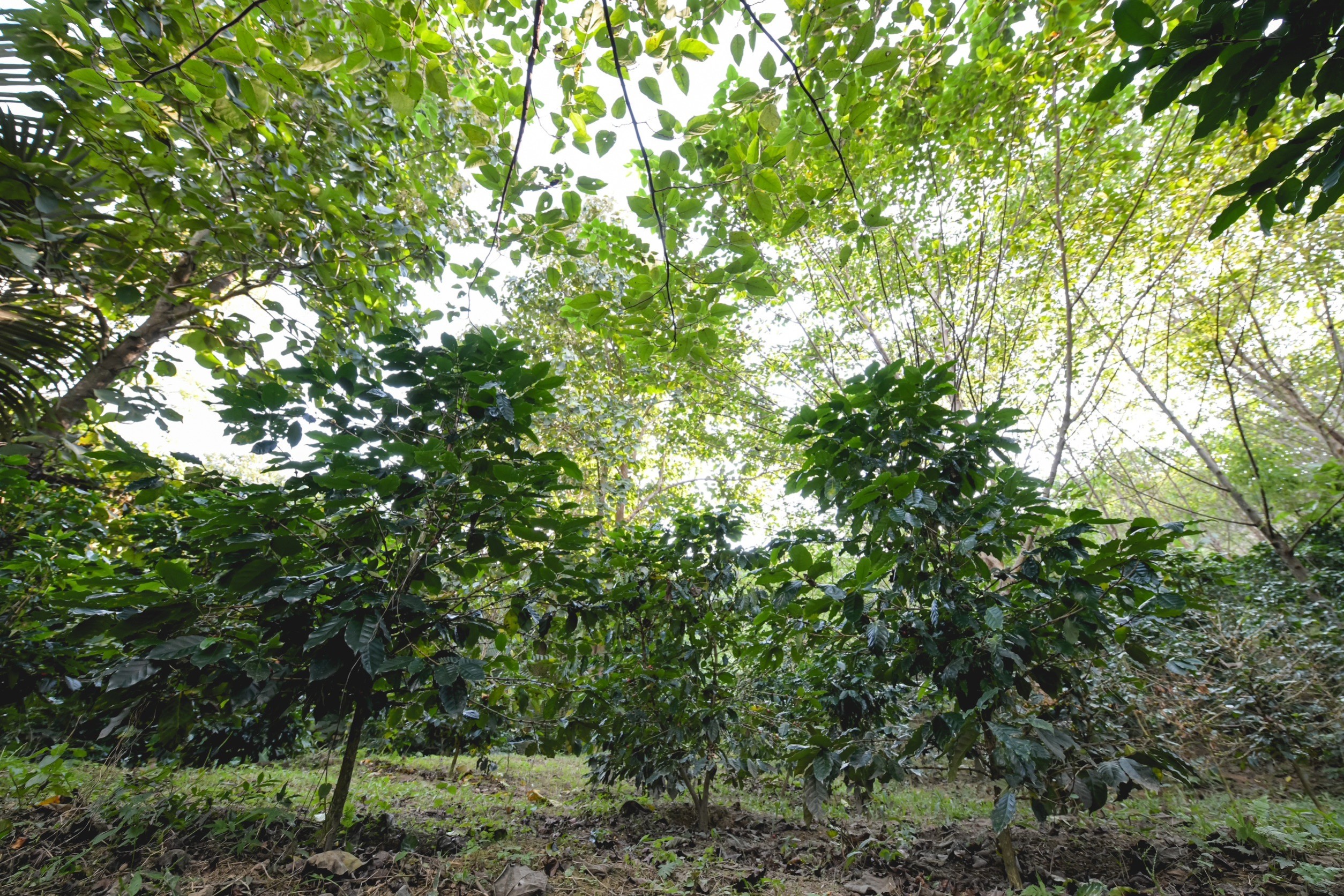 เครือซีพี ชูความสำเร็จ โครงการ “สบขุ่น โมเดล” ชุมชนคว้า 2 รางวัล ด้านอนุรักษ์สิ่งแวดล้อม ประจำปี 2566 เครือซีพี ชูความสำเร็จ โครงการ “สบขุ่น โมเดล” ชุมชนคว้า 2 รางวัล ด้านอนุรักษ์สิ่งแวดล้อม ประจำปี 2566