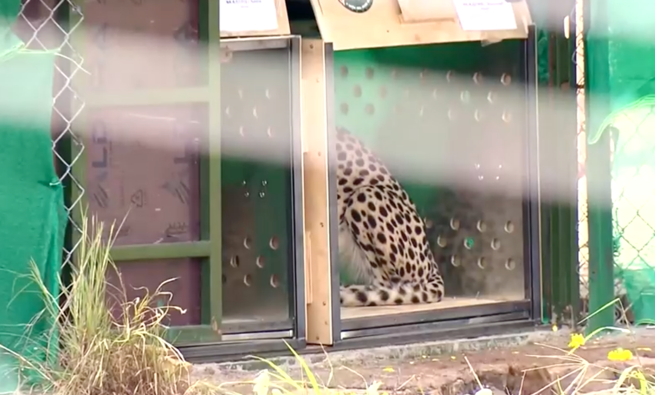 เสือชีตาห์คืนสู่อินเดียหลังสูญพันธุ์ไปนานถึง 70 ปี   