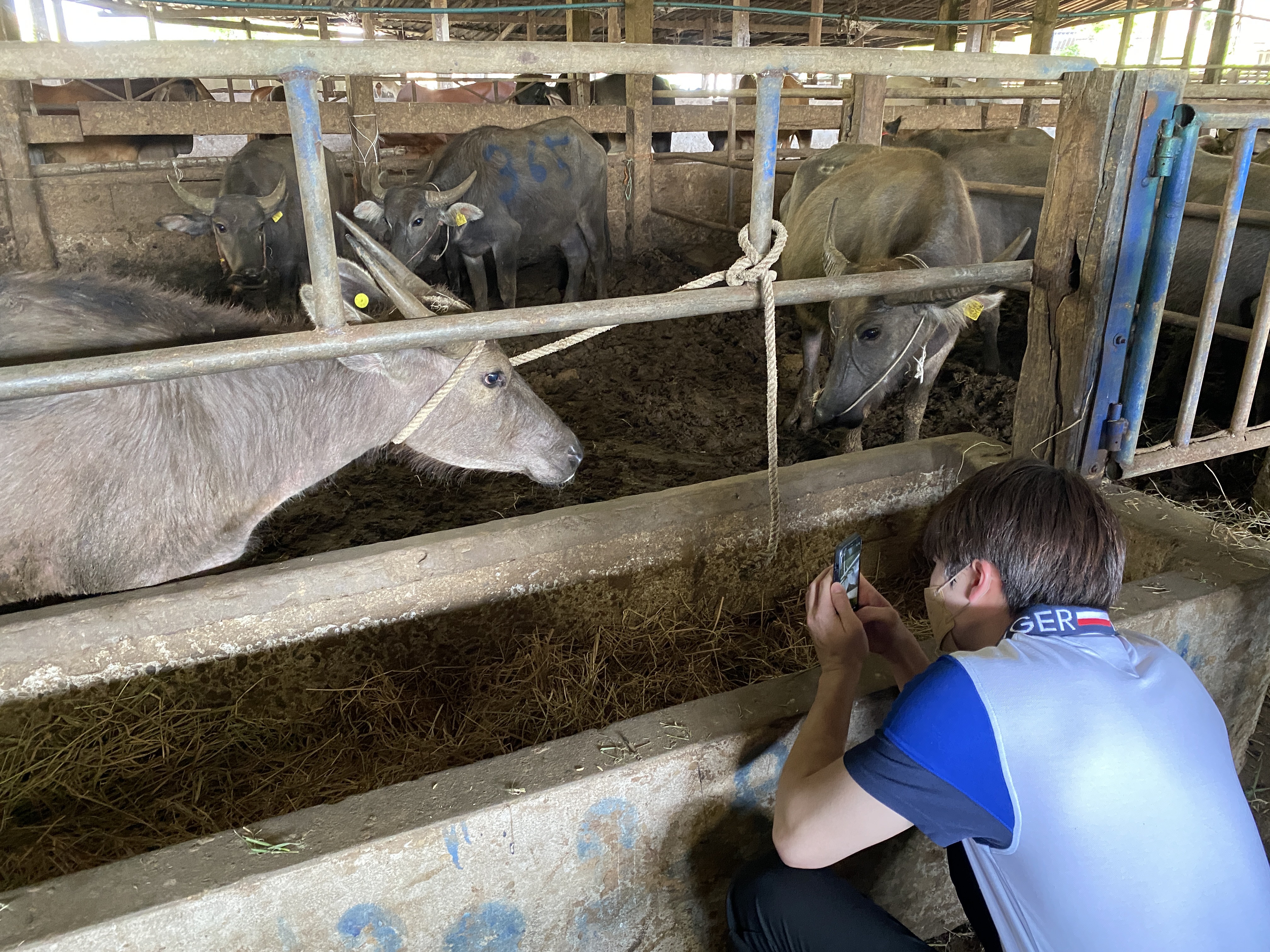 มีน พีรวิชญ์ และ ครอบครัว ทำบุญวันเกิดไถ่ชีวิตกระบือ มีน พีรวิชญ์ และ ครอบครัว ทำบุญวันเกิดไถ่ชีวิตกระบือ