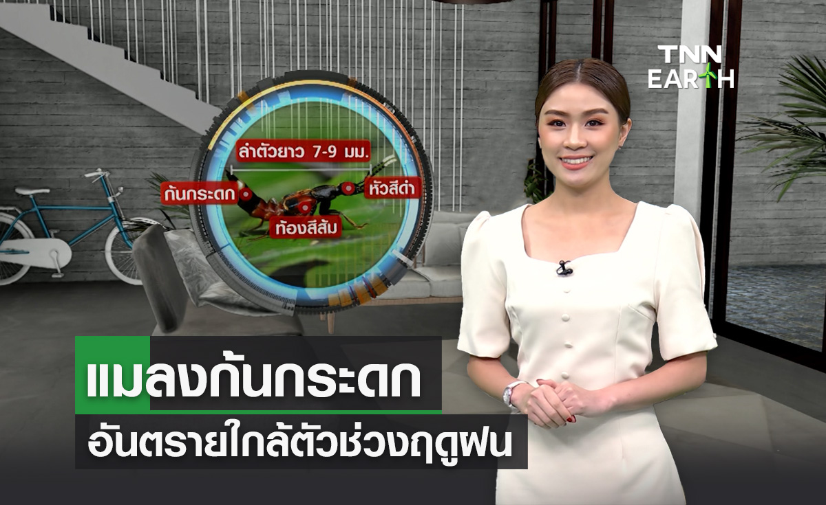 แมลงก้นกระดก อันตรายใกล้ตัวช่วงฤดูฝน