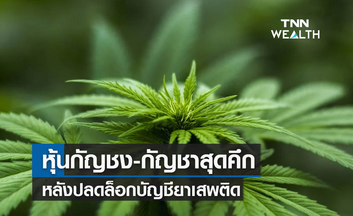 หุ้นกัญชง-กัญชาสุดคึก  หลังปลดล็อกบัญชียาเสพติด     