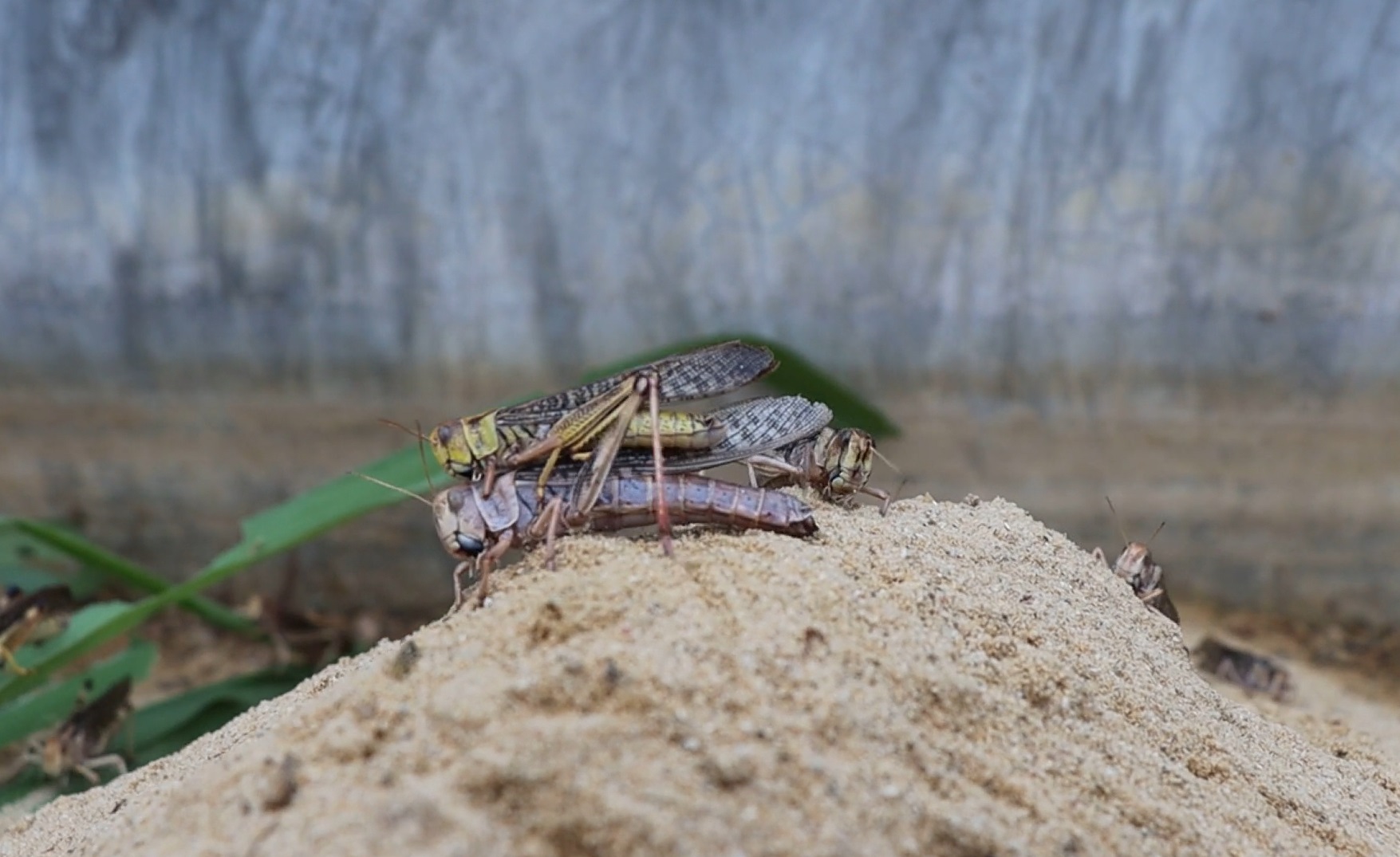 ตั๊กแตนปาทังก้าฟีเวอร์! สร้างรายได้ 3-5 หมื่นบาทต่อเดือน