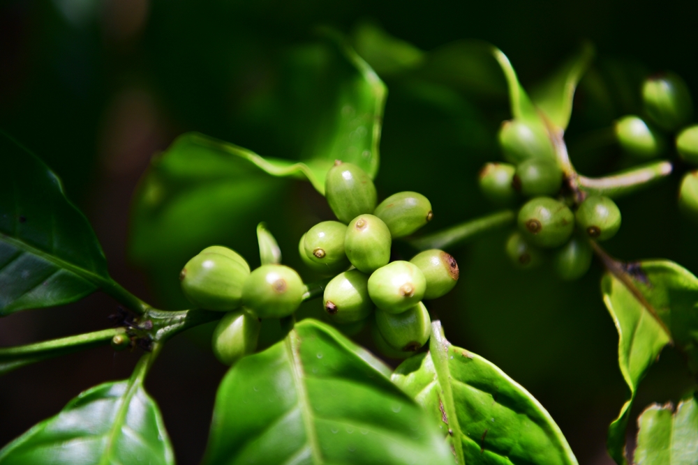 มูลนิธิเจริญโภคภัณฑ์หนุนโครงการตามพระราชประสงค์หมู่บ้านสหกรณ์ต่อเนื่อง ชู “ทุเรียนป่าละอู”