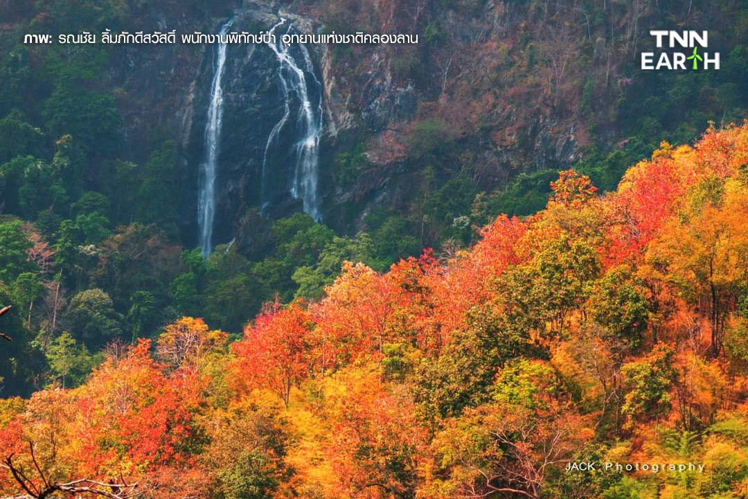 ชวนชม “ป่าเปลี่ยนสี” 1 ปีมีครั้งเดียว ที่คลองลาน จ.กำแพงเพชร ชวนชม “ป่าเปลี่ยนสี” 1 ปีมีครั้งเดียว ที่คลองลาน จ.กำแพงเพชร