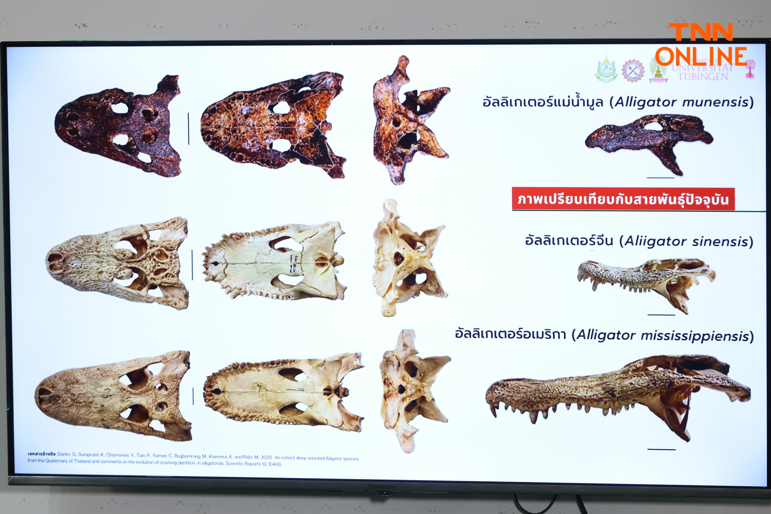 สายพันธุ์ใหม่ของโลก พบในไทยซากดึกดำบรรพ์อัลลิเกเตอร์ สายพันธุ์ใหม่ของโลก พบในไทยซากดึกดำบรรพ์อัลลิเกเตอร์