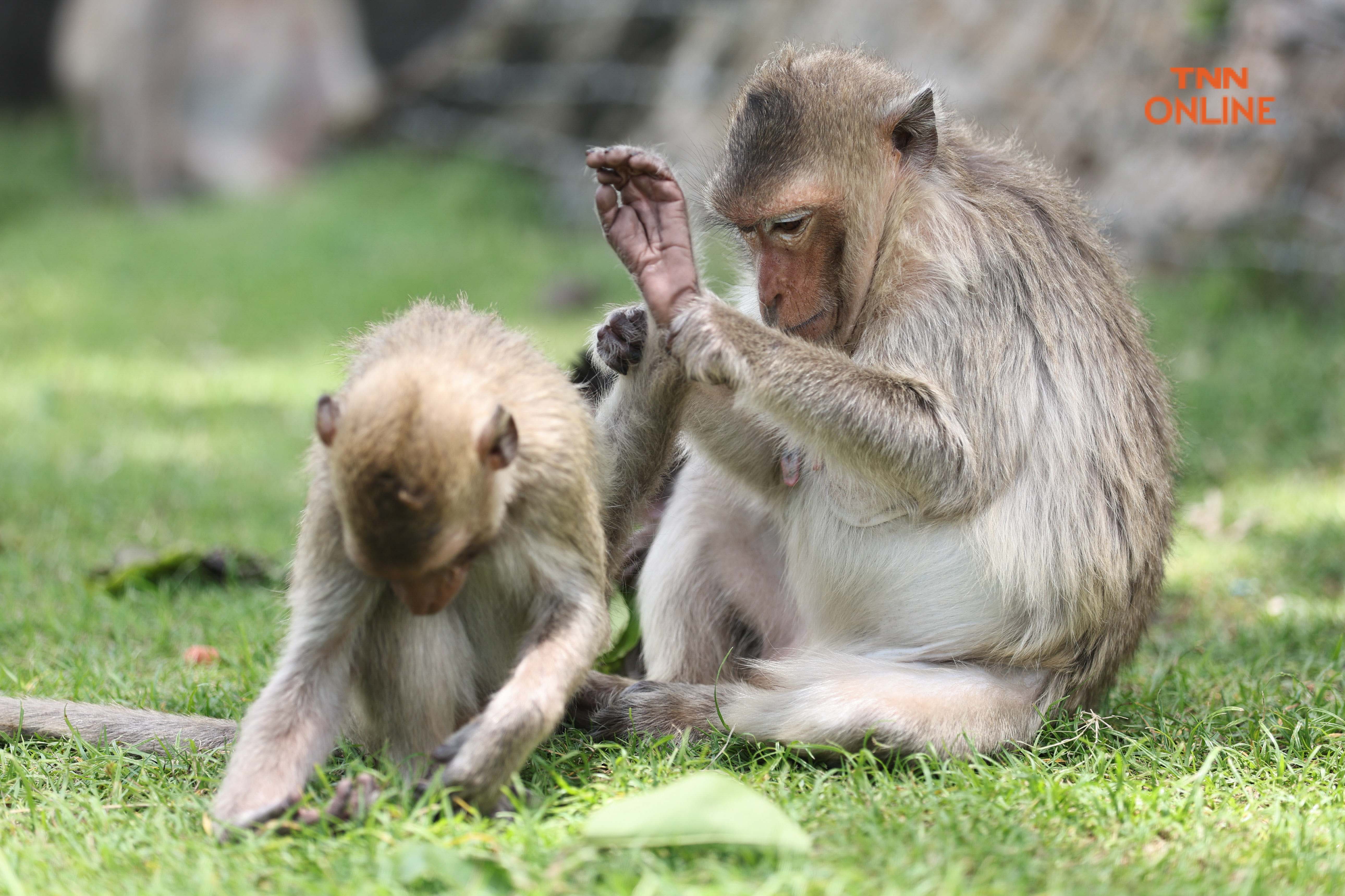 ลิงเมืองเก่าลพบุรี แซบ ซน ตื่นตาแก่ผู้มาเยือน