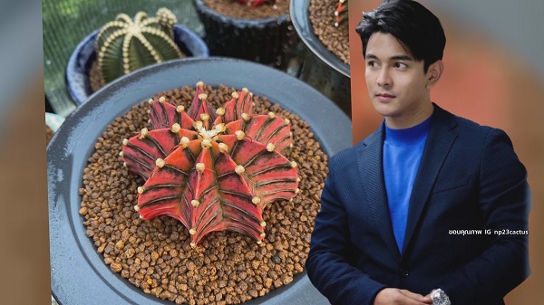 “กัน นภัทร” ขยายพันธุ์ แคคตัส สร้างรายได้ มีแพลนเปิดเป็นคาเฟ่ (มีคลิป) “กัน นภัทร” ขยายพันธุ์ แคคตัส สร้างรายได้ มีแพลนเปิดเป็นคาเฟ่ (มีคลิป)
