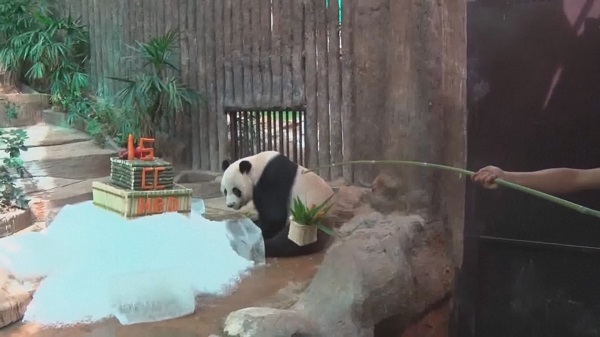 สวนสัตว์เชียงใหม่แถลงสาเหตุการตาย “หลินฮุ่ย”   (มีคลิป)