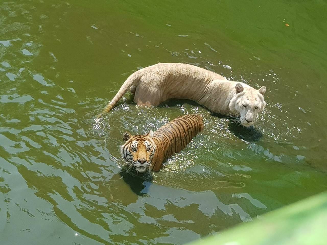 แจงดรามา! ฟาร์มจระเข้เมืองปากน้ำยืนยันไม่เคยปล่อยสัตว์ผอมโซ แจงดรามา! ฟาร์มจระเข้เมืองปากน้ำยืนยันไม่เคยปล่อยสัตว์ผอมโซ