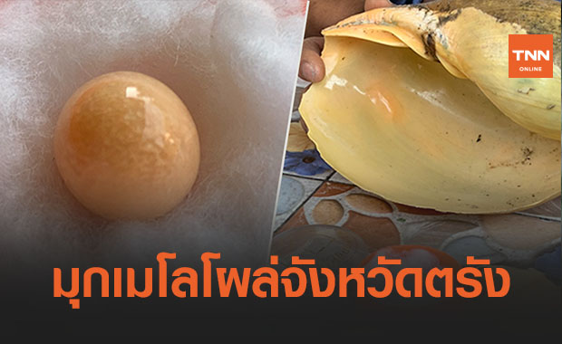 มุกเมโล โผล่อีกเม็ดที่เมืองตรัง เจ้าของรอพิสูจน์ก่อนขาย