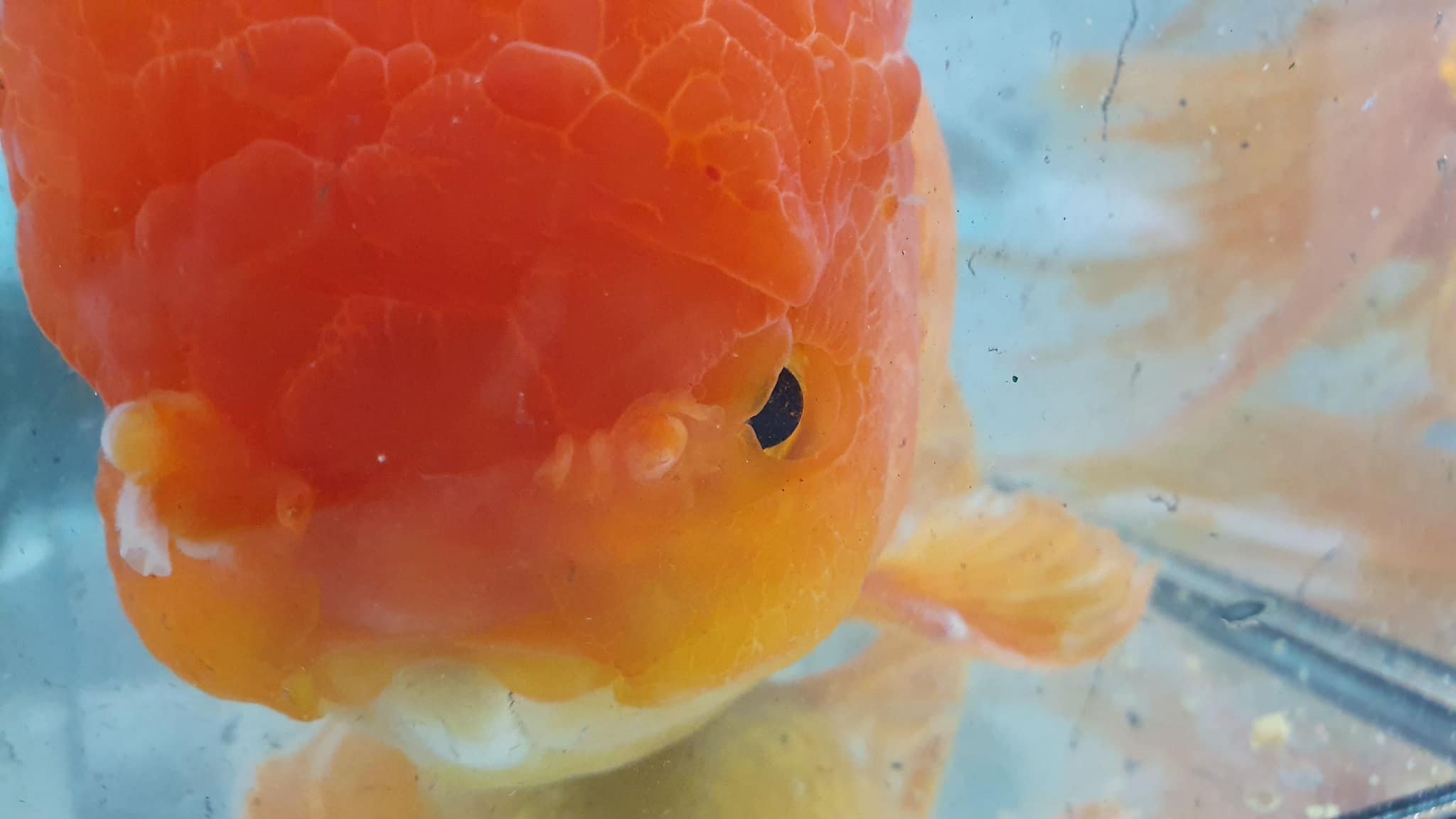 สัตวแพทย์ ผ่าตัดปลาทองสุดเนียน สัตวแพทย์ ผ่าตัดปลาทองสุดเนียน