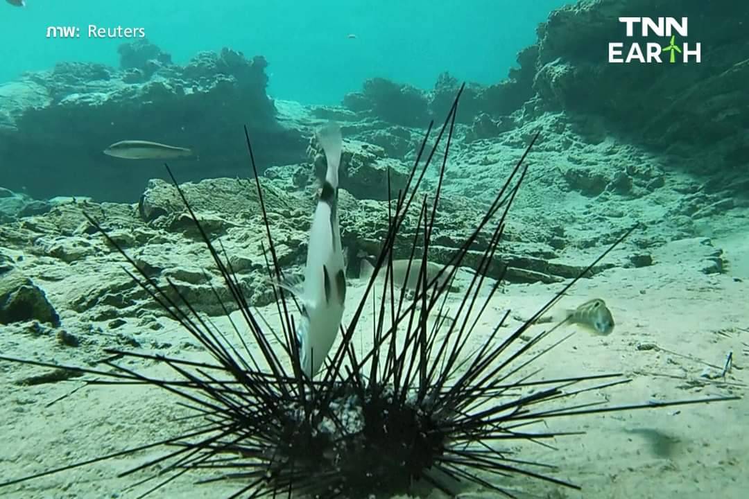 “ซิลิเอต” โรคระบาดกวาดล้าง “เม่นทะเล” กระทบแนวปะการัง ในทะเลแดง “ซิลิเอต” โรคระบาดกวาดล้าง “เม่นทะเล” กระทบแนวปะการัง ในทะเลแดง