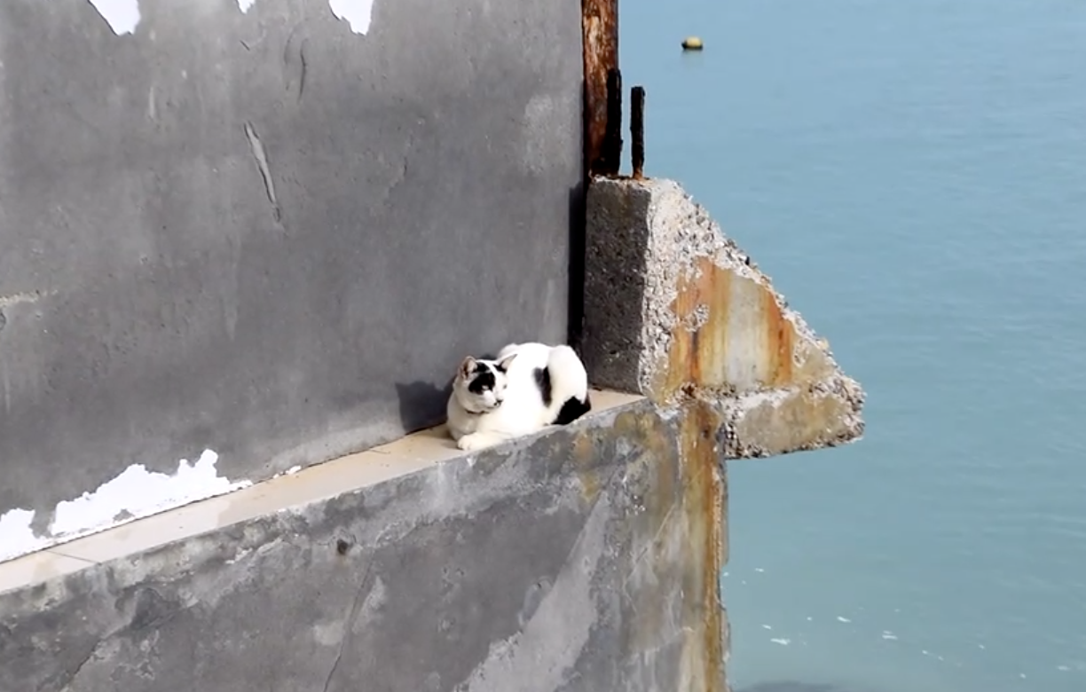 ทาสช่วยน้องด้วย! แมวถูกทิ้งติดเกาะพีพีกว่า 1 พันตัว ผลกระทบโควิด-19 ทาสช่วยน้องด้วย! แมวถูกทิ้งติดเกาะพีพีกว่า 1 พันตัว ผลกระทบโควิด-19