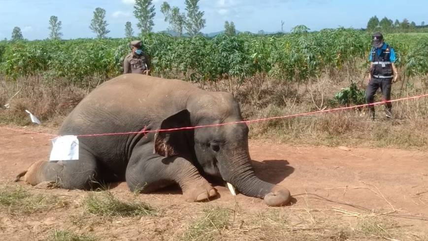 สุดเศร้า! ช้างป่าอ่างฤาไน ถูกไฟช็อตล้มกลางไร่มัน จ.ปราจีนบุรี