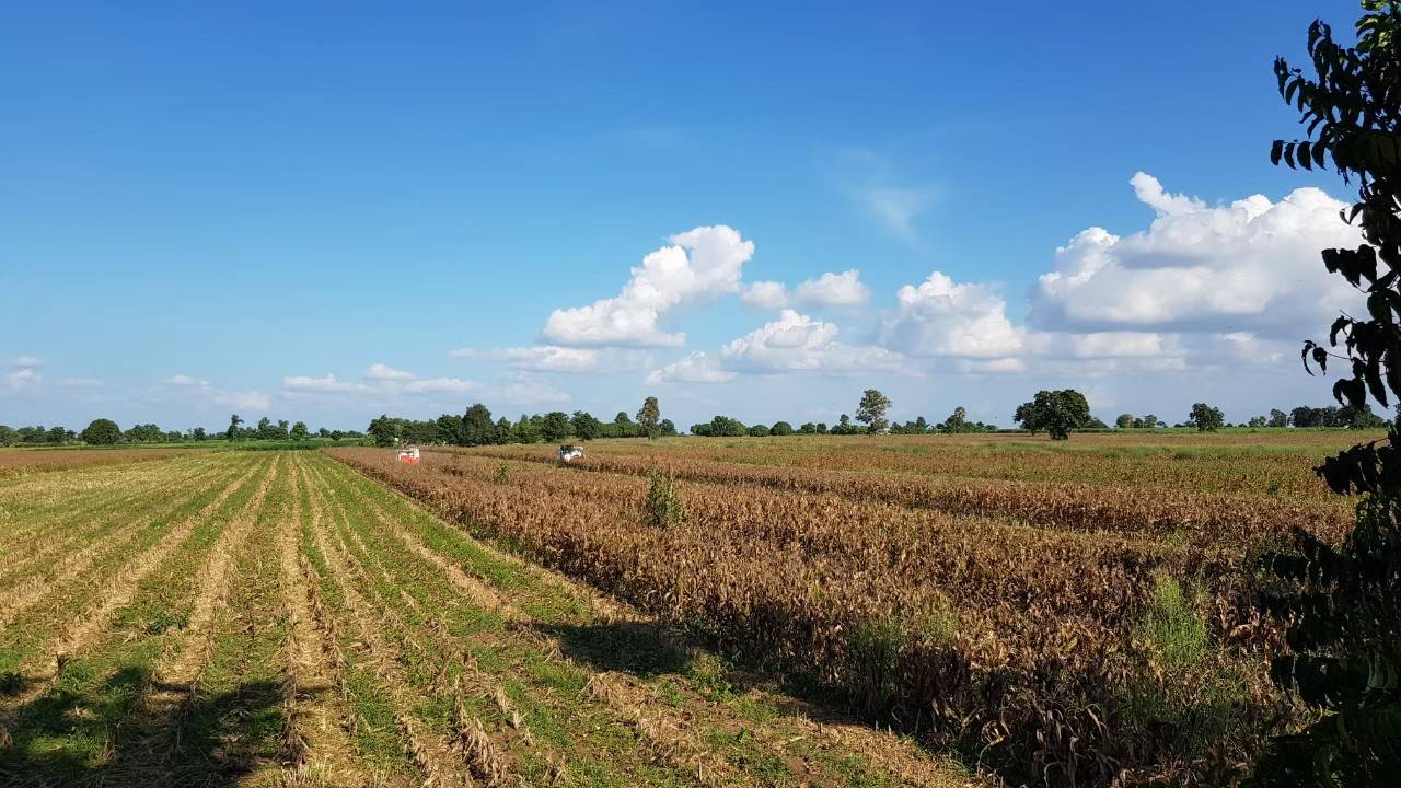 ซีพีเอฟ ร่วมกับคู่ค้าธุรกิจ ส่งเสริมเกษตรกรปลูกข้าวโพดใช้ไถกลบตอซังแทนการเผา ซีพีเอฟ ร่วมกับคู่ค้าธุรกิจ ส่งเสริมเกษตรกรปลูกข้าวโพดใช้ไถกลบตอซังแทนการเผา