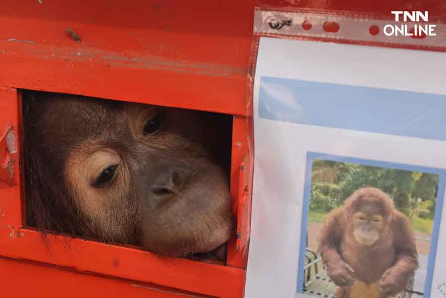 3 อุรังอุตังกลับบ้าน ไทยส่งมอบอุรังอุตังคืนอินโดนีเซีย 3 อุรังอุตังกลับบ้าน ไทยส่งมอบอุรังอุตังคืนอินโดนีเซีย