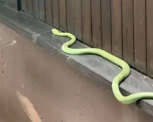 หน่อย บุษกร โพสต์คลิปเด็ด!! งูเขียวสายแฟ ทำชาวเน็ตแห่ขอบ้านเลขที่