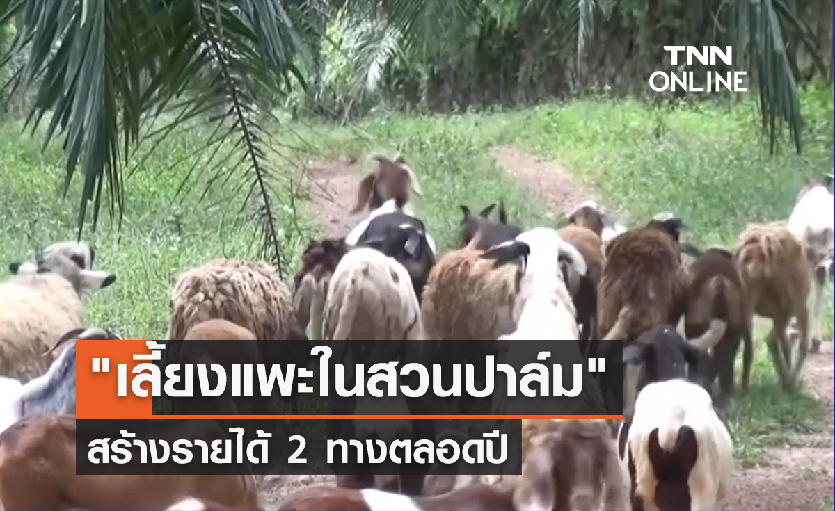 "เลี้ยงแพะในสวนปาล์ม" ทำรายได้สองทางตลอดปี