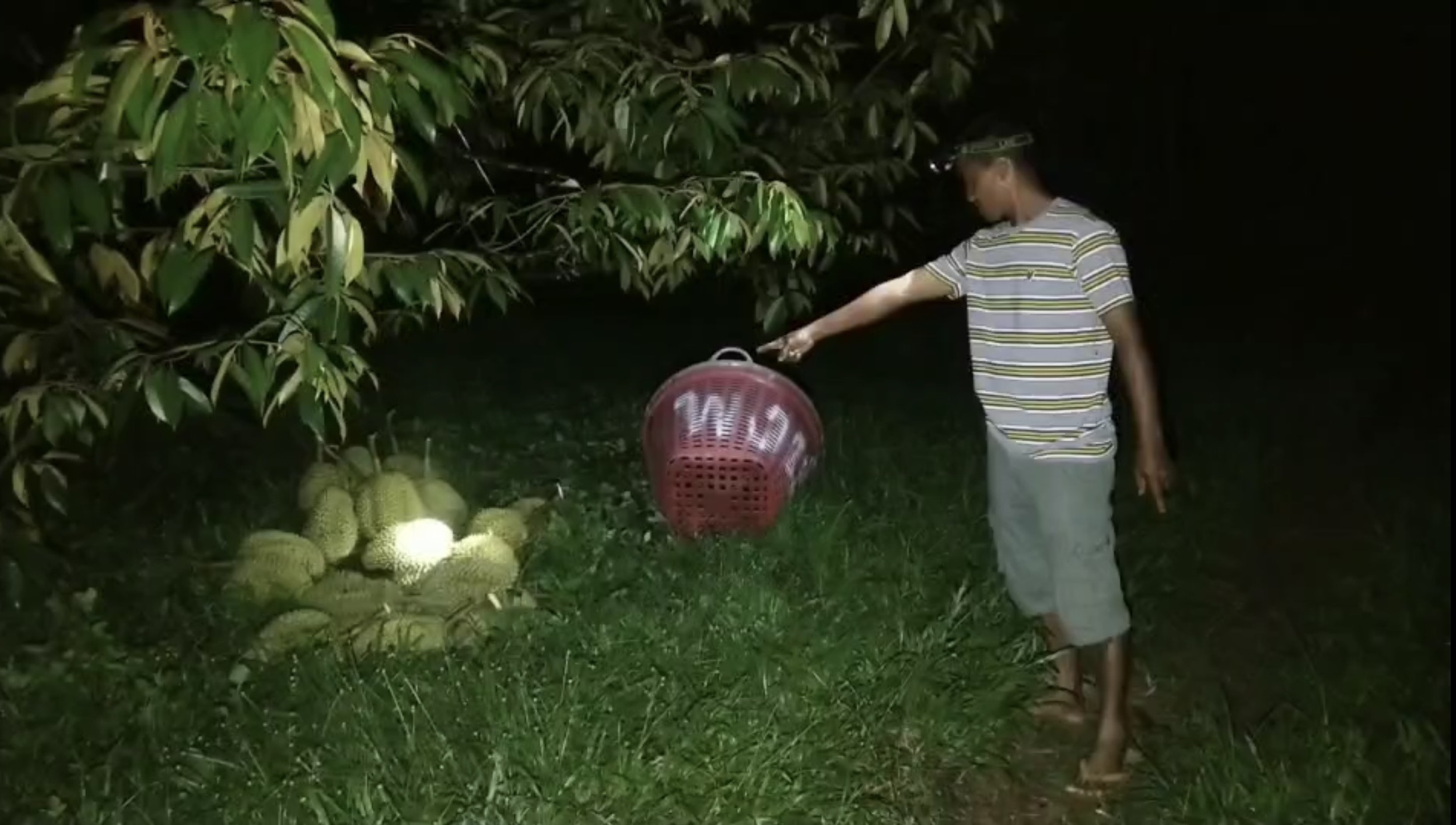 หวังตัดยกสวน! ทุเรียนราคาแพง 2 โจรเหิมออกขโมยกลางดึก หวังตัดยกสวน! ทุเรียนราคาแพง 2 โจรเหิมออกขโมยกลางดึก