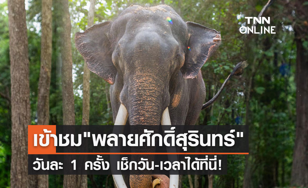 เจอตัวจริง! เตรียมเปิดให้เข้าชม "พลายศักดิ์สุรินทร์" วันละ 1 ครั้ง เช็กวัน-เวลาที่นี่