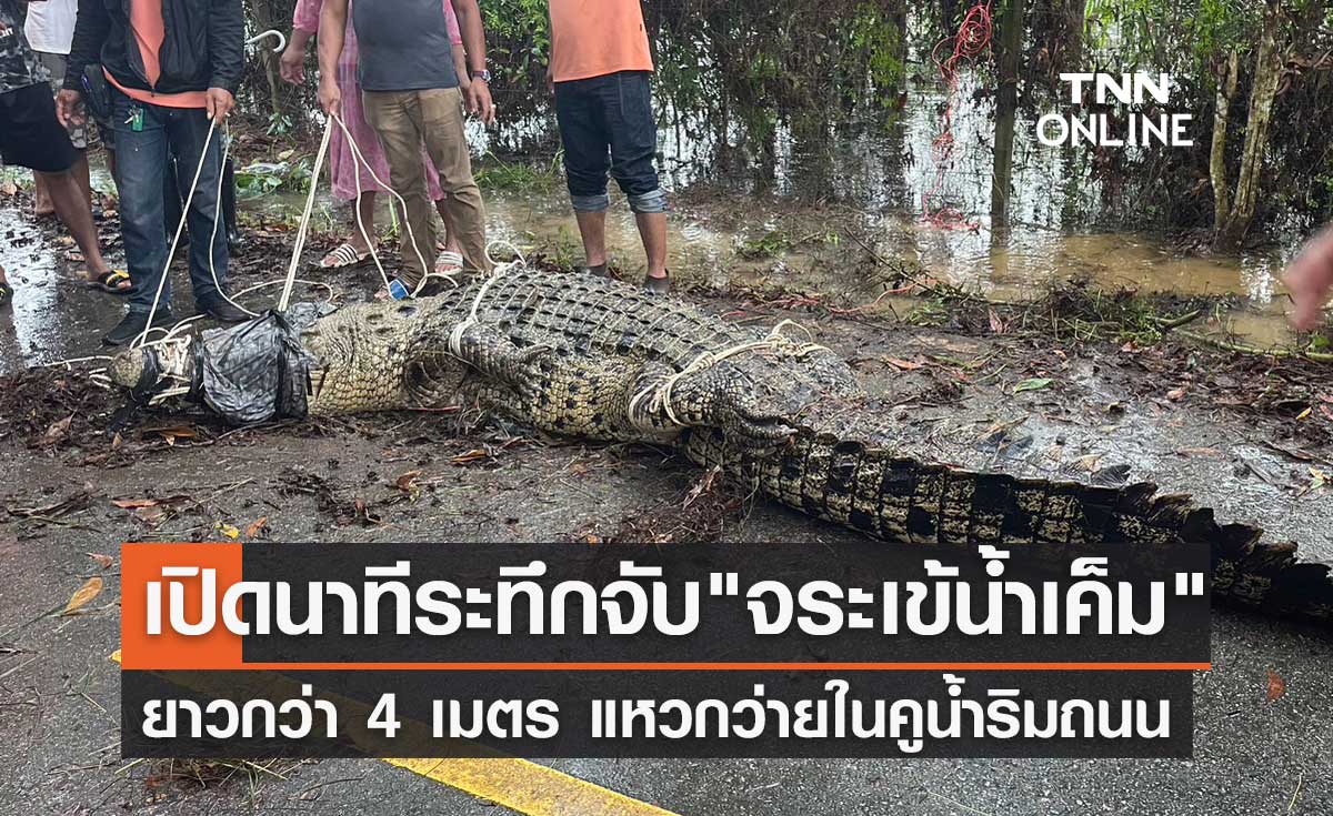 นาทีระทึก! จับ "จระเข้น้ำเค็ม" ยาวกว่า 4 เมตร แหวกว่ายในคูน้ำ