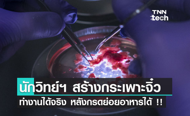 "กระเพาะอาหารจิ๋ว" ถูกสร้างขึ้นในห้องทดลอง สามารถหลั่งกรดย่อยอาหารได้ด้วย