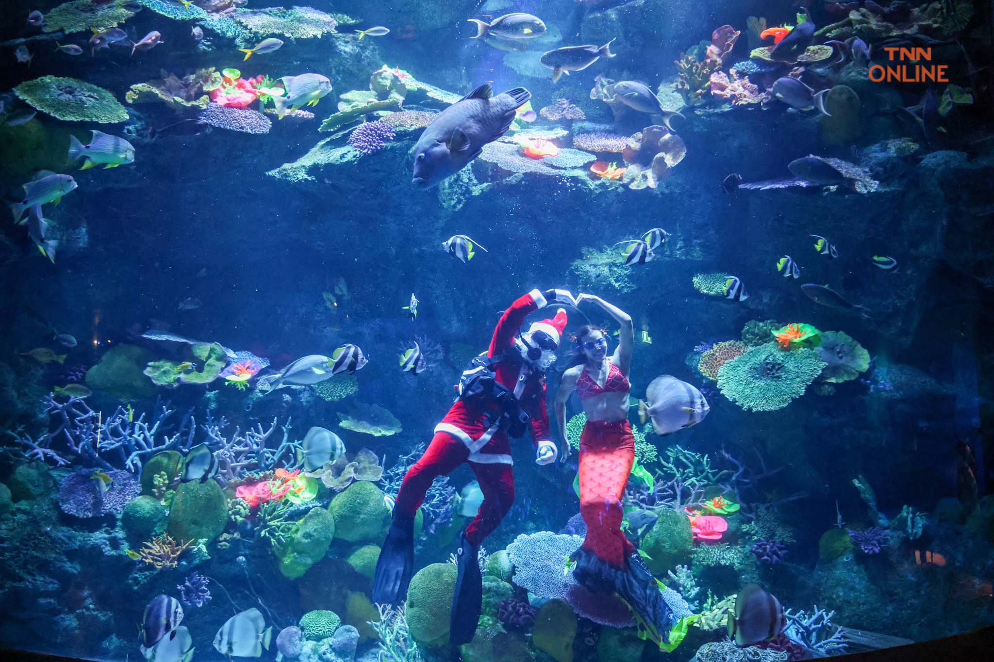 คริสต์มาสใต้ทองทะเล ซานตาคลอส-เงือกน้อย ทักทาย นทท. ผู้มาเยือน