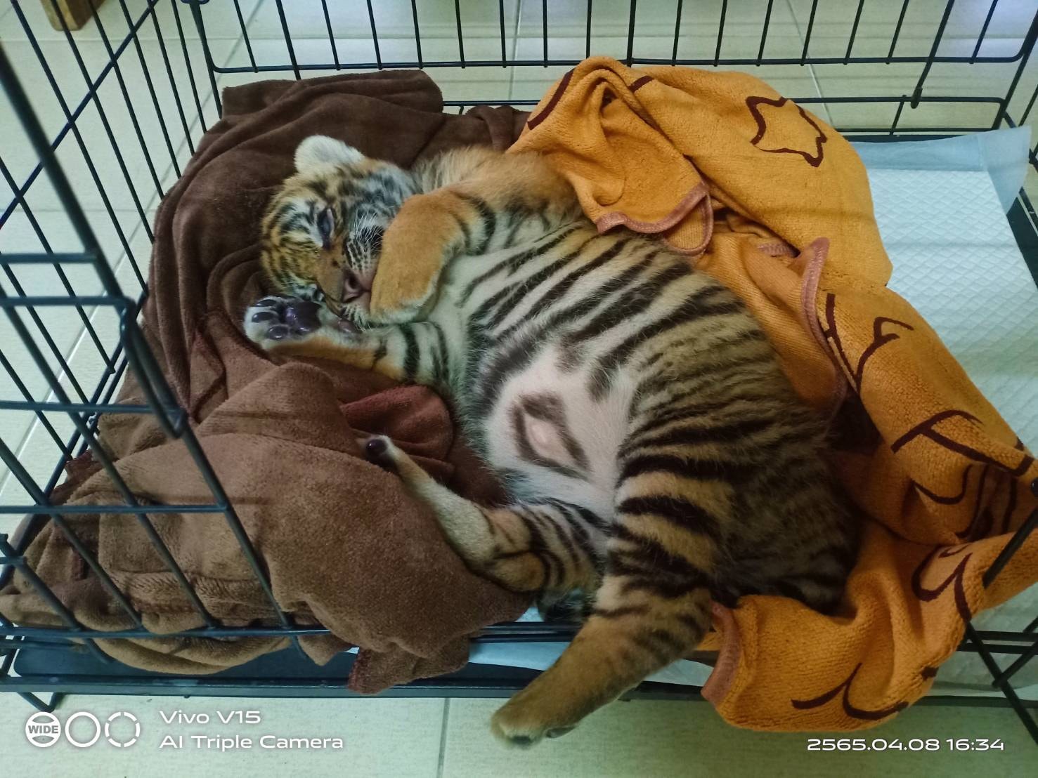 เปิดภาพล่าสุด “น้องขวัญ” เสือโคร่งของกลาง เน็ตไอดอลตัวใหม่ขวัญใจพี่ๆ