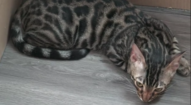 แมวของกลาง ‘กุ๊ก ระยอง ’ซึมเศร้า ไม่ยอมกินอาหาร คาดคิดถึงเจ้าของ แมวของกลาง ‘กุ๊ก ระยอง ’ซึมเศร้า ไม่ยอมกินอาหาร คาดคิดถึงเจ้าของ