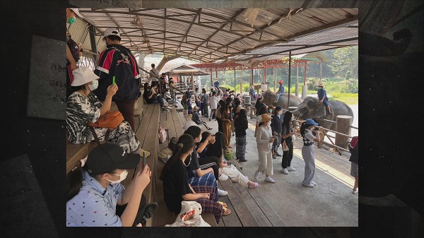 อาลัยปิดปางช้างแม่แตง เชียงใหม่ “เสนาหอย” ส่งกำลังใจถึงคนรักช้าง  (มีคลิป)