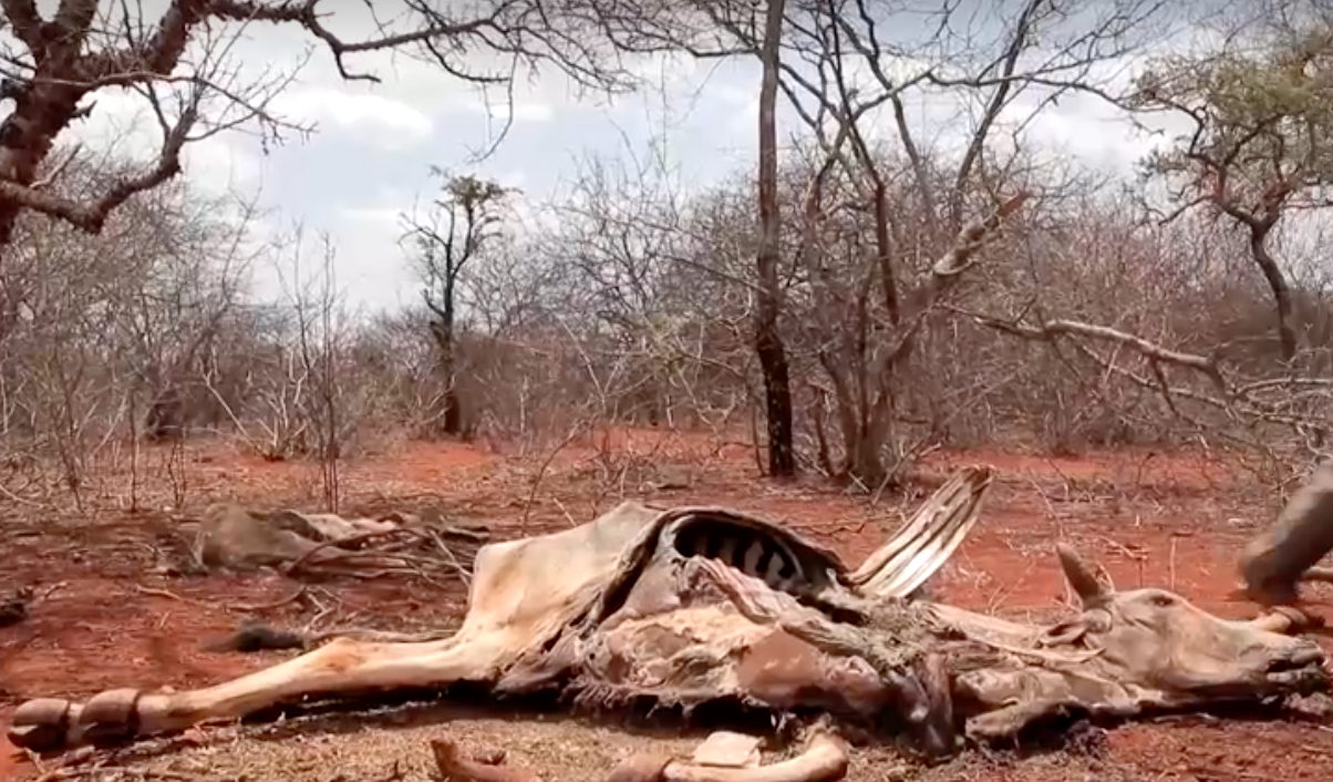 ภัยแล้งรุนแรง! เอธิโอเปียไร้ฝนตก 3 ปี ปศุสัตว์ล้มตาย ภัยแล้งรุนแรง! เอธิโอเปียไร้ฝนตก 3 ปี ปศุสัตว์ล้มตาย