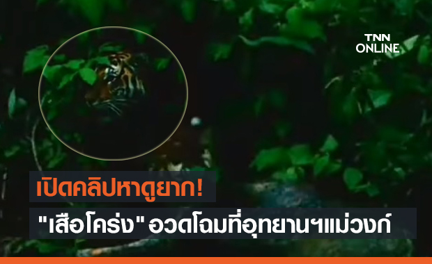 หาดูยาก! เปิดคลิป "เสือโคร่ง" โชว์ขย้ำอาหารที่อุทยานฯแม่วงก์