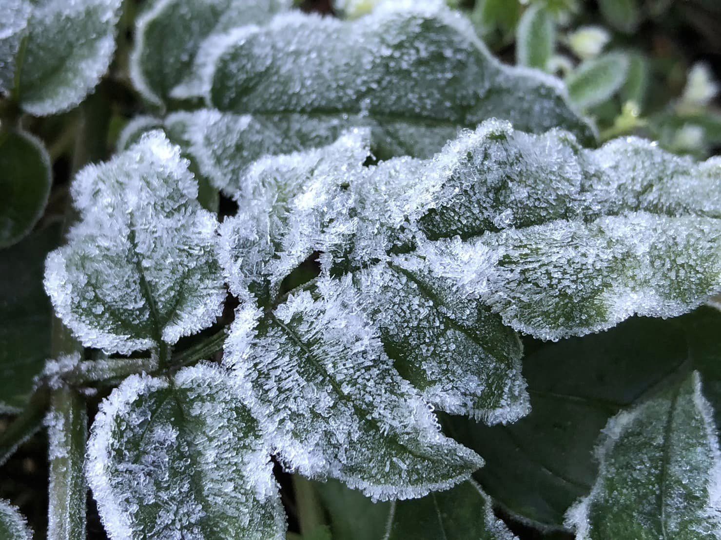 วันขึ้นปีใหม่ 2023 อินทนนท์หนาวสุดขั้ว “เหมยขาบ” ขาวโพลนเต็มดอย วันขึ้นปีใหม่ 2023 อินทนนท์หนาวสุดขั้ว “เหมยขาบ” ขาวโพลนเต็มดอย