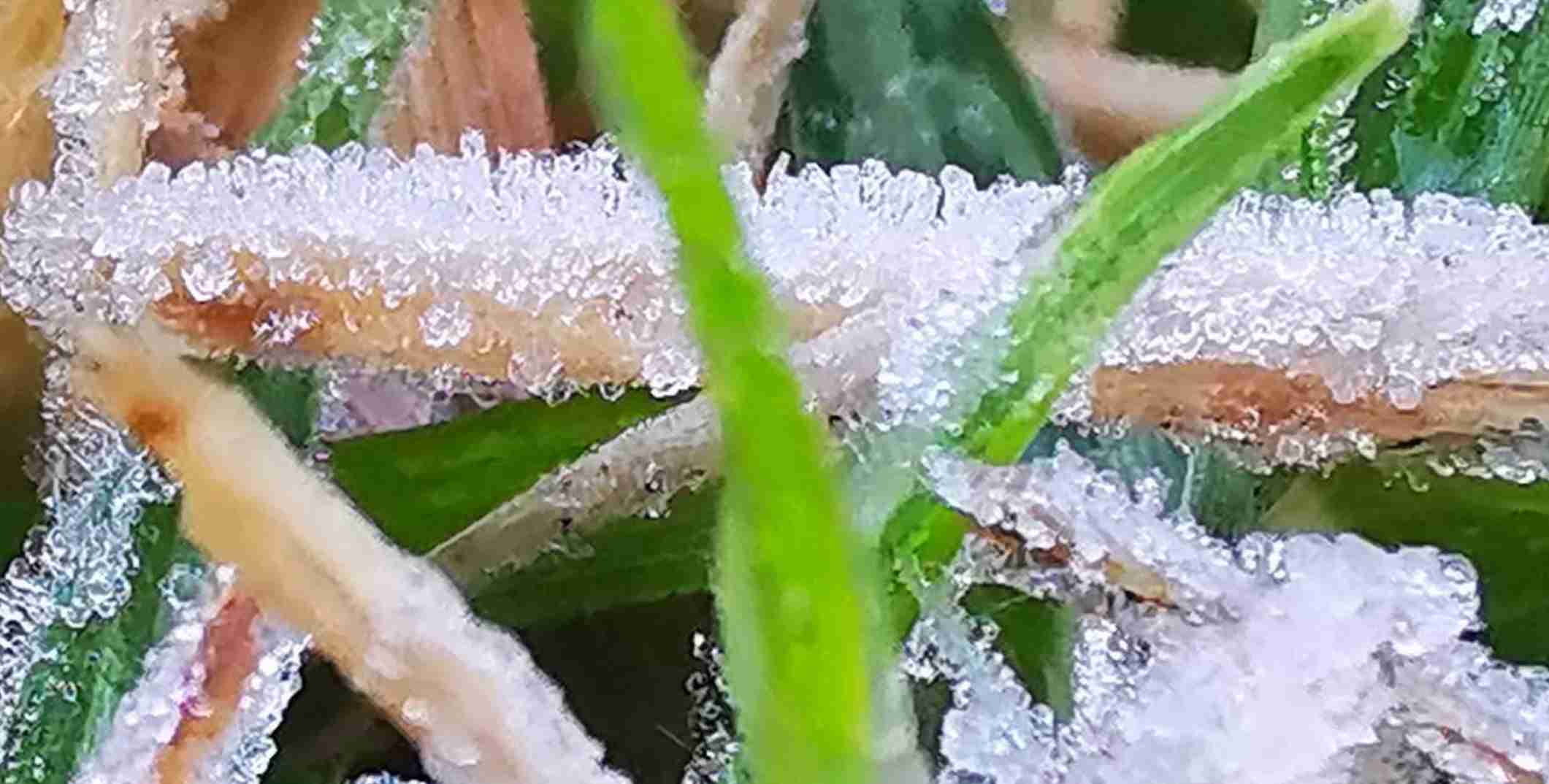 หนาวจัด! ดอยอินทนนท์ แตะ 5 องศาฯ เหมยขาบ กลับมาเยือนอีกครั้ง หนาวจัด! ดอยอินทนนท์ แตะ 5 องศาฯ เหมยขาบ กลับมาเยือนอีกครั้ง