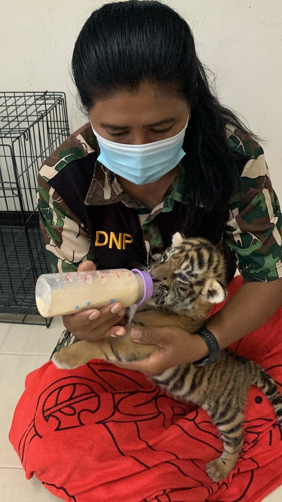 เปิดภาพล่าสุด “น้องขวัญ” เสือโคร่งของกลาง เน็ตไอดอลตัวใหม่ขวัญใจพี่ๆ