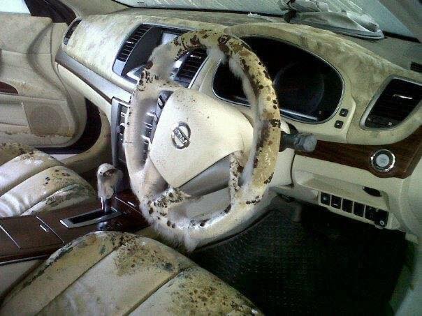 ประสบการณ์ตรงน้ำท่วมปี 54 อย่าห่อรถด้วยพลาสติกแกะออกมาขึ้นราเพียบ! ประสบการณ์ตรงน้ำท่วมปี 54 อย่าห่อรถด้วยพลาสติกแกะออกมาขึ้นราเพียบ!