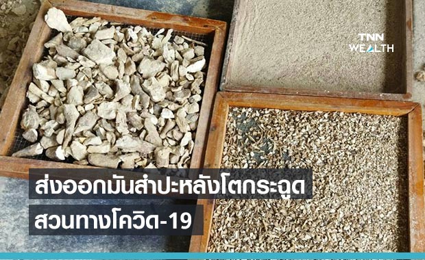 ส่งออกมันสำปะหลังโตพุ่งสวนโควิด-19  ม.ค.-เม.ย. ทำได้ 3.96 ล้านตัน