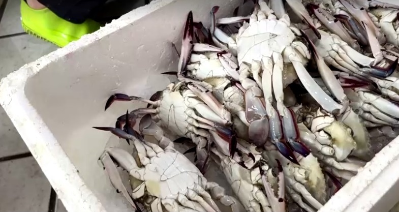 ปล่อยน้ำปนเปื้อนกัมมันตรังสี ไขข้อข้องใจ อาหารทะเลญี่ปุ่น ปลอดภัยเพียงใด? ปล่อยน้ำปนเปื้อนกัมมันตรังสี ไขข้อข้องใจ อาหารทะเลญี่ปุ่น ปลอดภัยเพียงใด?