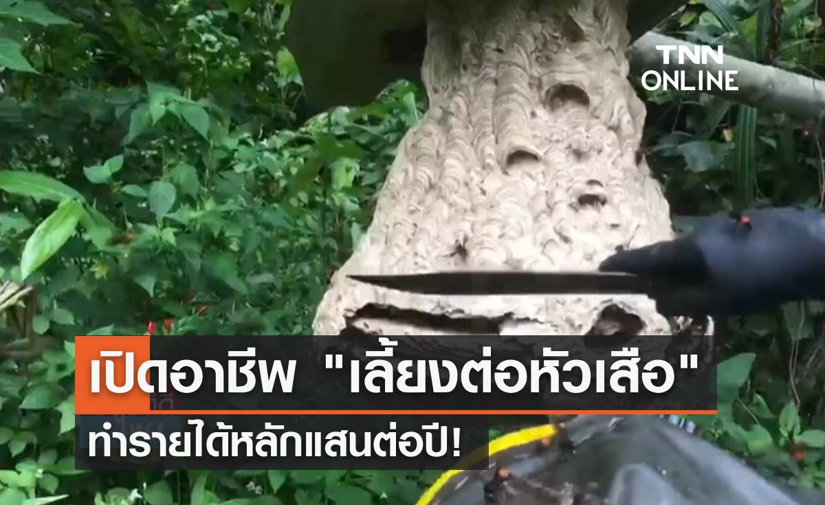 เปิดอาชีพสุดเสี่ยง "เลี้ยงต่อหัวเสือ" ทำรายได้หลักแสนต่อปี!