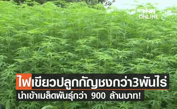 กระแสตอบรับดี! อย.ไฟเขียวปลูก "กัญชง" แล้วกว่า 3,000 ไร่
