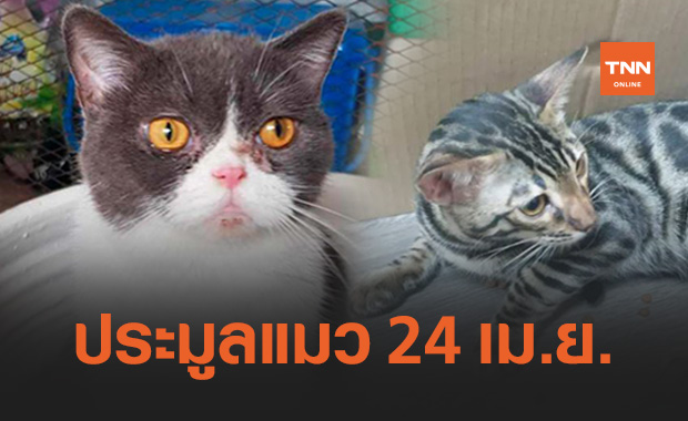 ปปส.คาดขายทอดตลาดแมวของกลางเครือขาย "กุ๊ก ระยอง" 24 เม.ย.นี้